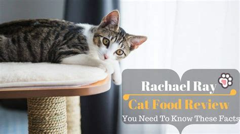 Rachael Ray Cat Food Review: You Need To Know These Facts - TinPaw