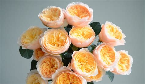 Hoa hồng Juliet là hoa gì? Ý nghĩa và cách trồng chi tiết