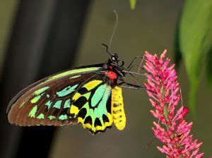 Queen Alexandra’s Birdwing: What Is The Largest Butterfly In The World?