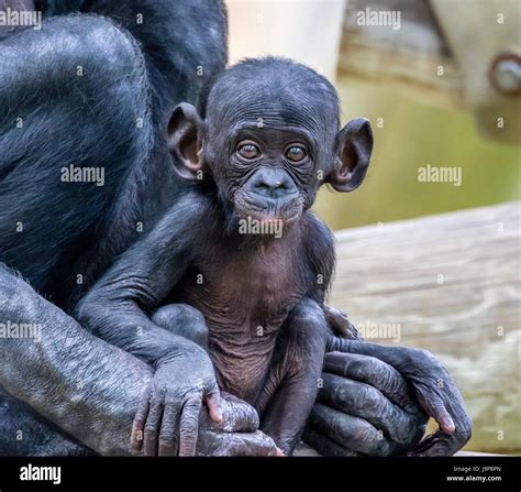 A baby Bonobo Ape Stock Photo - Alamy