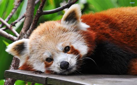 red panda wallpapers high resolution with wallpaper hd resolution on ...