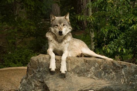 Great plains wolf on rock stock photo. Image of great - 11924326