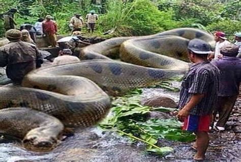 Research Largest Species Green Anaconda Discovered Rivers South America - Amar Ujala Hindi News ...