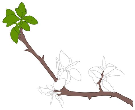 Update 81+ tree branch sketch - in.eteachers