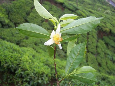 File:Camellia sinensis flower tea.JPG - Wikimedia Commons