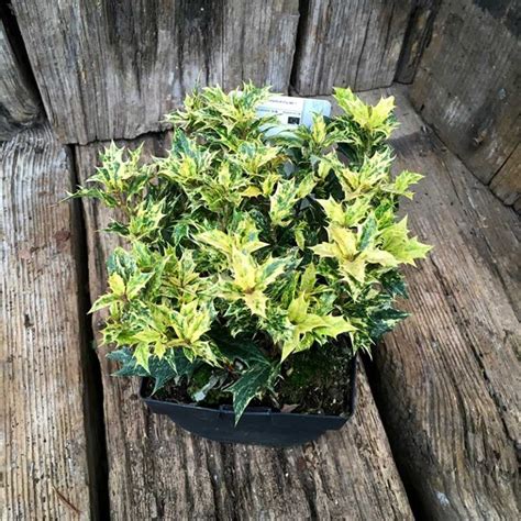 Osmanthus Goshiki – Markeaton Garden Centre