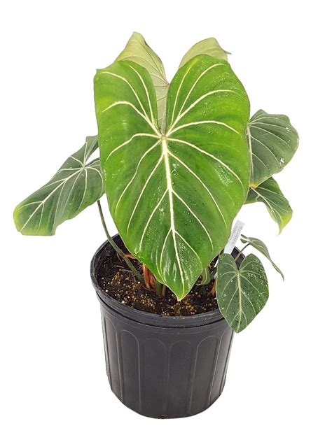 Philodendron gloriosum, Philodendron gloriosum | PlantVine