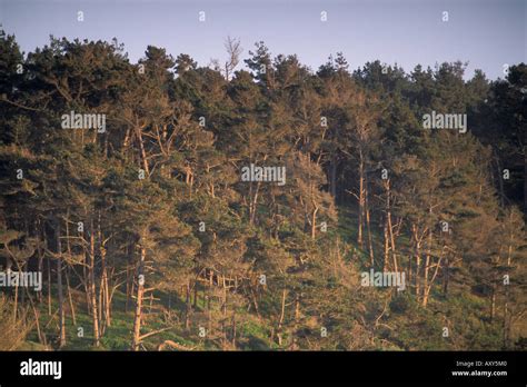 Monterey Pine Tree forest Cambria California Stock Photo - Alamy