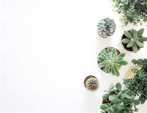 Aesthetic Minimalist Plant Desktop Wallpapers - Wallpaper Cave