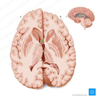 Fornix of the brain: Anatomy and functions | Kenhub