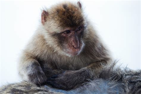 Young Gibraltar Macaque Photograph by Marc Garrido - Pixels