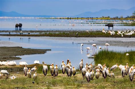 Facts about Lake Manyara National Park | Tanzania Wildlife Safari