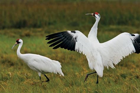 Dallas Zoo - Whooping Crane Center of Texas – Texan By Nature