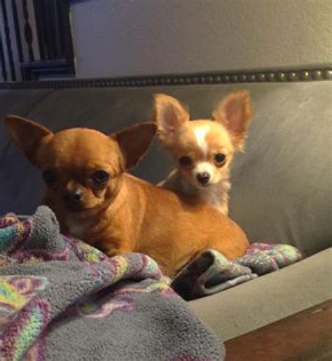 Chihuahua Puppies For Sale | San Antonio, TX #271343