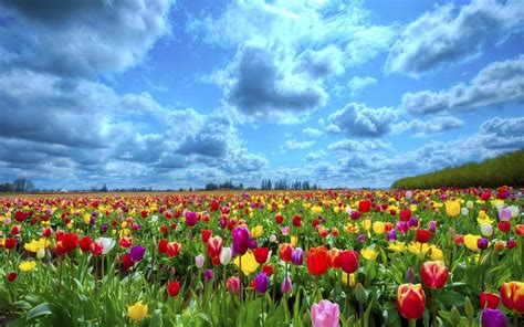 Tulip Fields Wallpapers - 4k, HD Tulip Fields Backgrounds on WallpaperBat