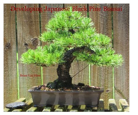 Developing Japanese Black Pine Bonsai by Brian Van Fleet | Blurb Books Canada