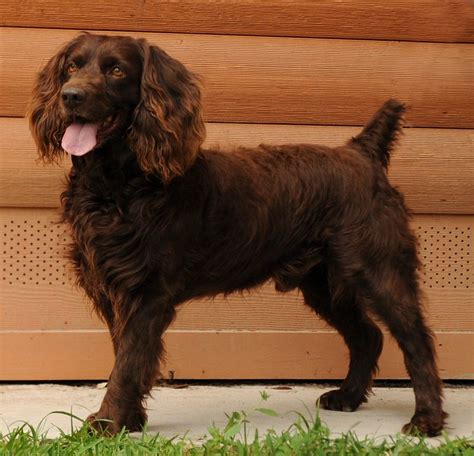 R & D Boykin Spaniels - Boykin Spaniel, Boykin Training, Puppies