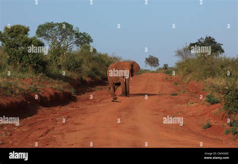 Elephants on Safari Kenya Stock Photo - Alamy