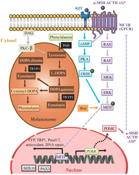 IJMS | Free Full-Text | Signaling Pathways in Melanogenesis | HTML