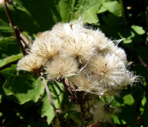 Petasites frigidus (northern sweet-coltsfoot): Go Botany