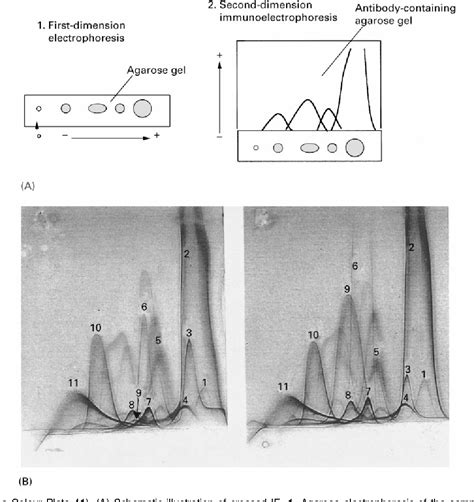 [PDF] Gel Electrophoresis in Capillary Electrophoresis See II ...