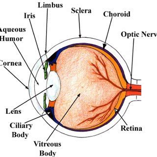 The human eye. Drawing by Karen Lefohn. Used with permission ...