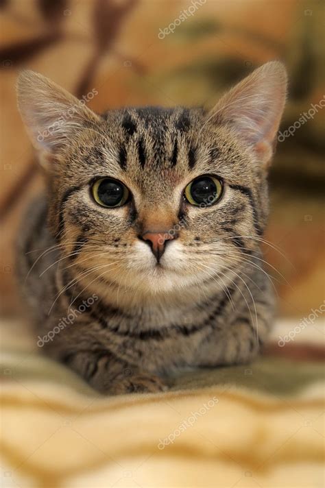 Striped cat — Stock Photo © evdoha #9060981