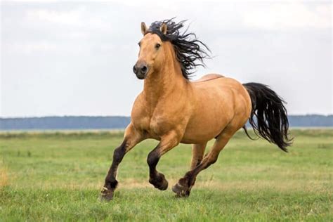 Bay Horse: 15 Color Variations of Bay Horses Explained (With Pictures)