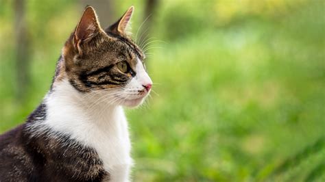 Paracetamol Poisoning in Cats | Vets4Pets