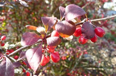 Berberis thunbergii f. atropurpurea – Plants – Oak Leaf Gardening