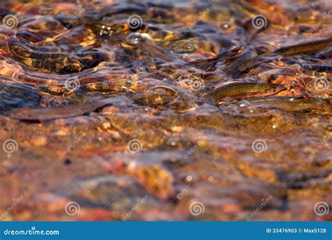 Bleak fish stock image. Image of laying, nature, freshwater - 33476903