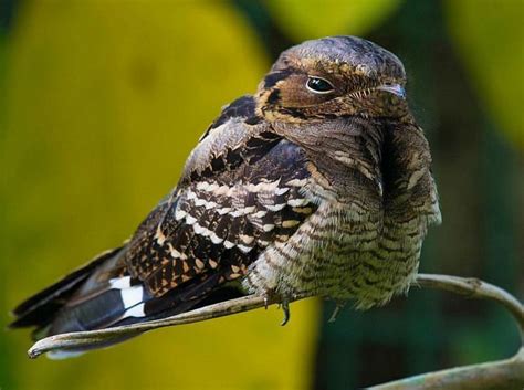 Long tailed Nightjar | Nocturnal birds, Birds, Bird photography