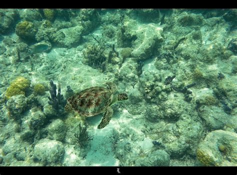 Ninja Turtle | Shot this sea turtel on Turks & Caicos | Tobias Lindman ...