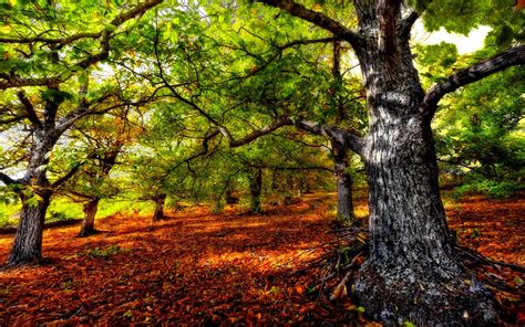 Gorgeous HDR Forest wallpaper | 1920x1200 | #30427