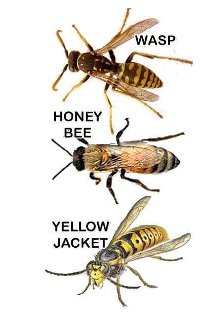 Wasp Vs Bee Vs Hornet Vs Yellow Jacket