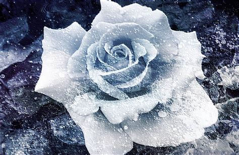 Haiku: a frozen flower - Expressing Life