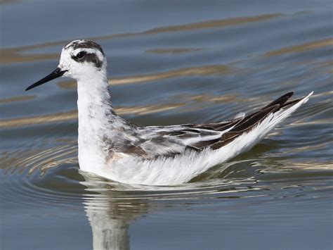 Red-necked Phalarope - eBird