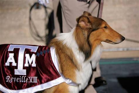 Texas A & M University Aggies - newest campus mascot, Reveille VIII | Texas a&m, Texas aggies ...