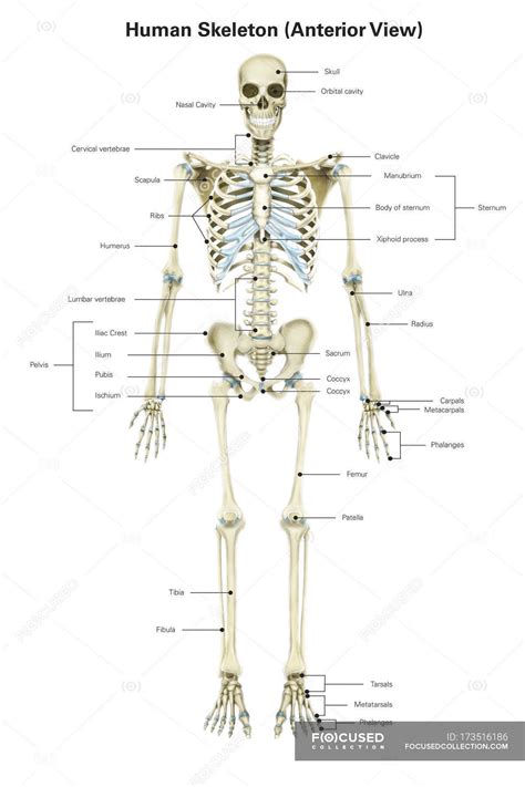 Human skeletal system with labels — vertical, view - Stock Photo ...