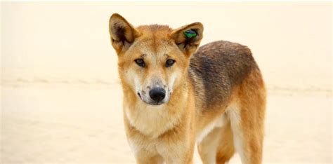 30 Furry Facts About Dingoes | The Fact Site