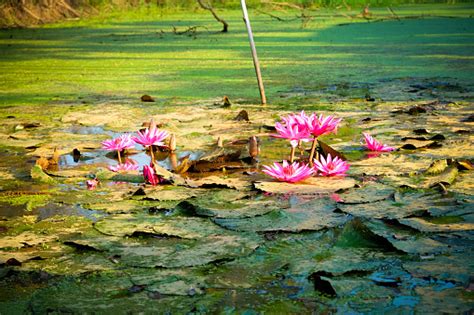 Teratai Di Kolam Banyak Bunga Teratai Di Kolam Mekar Penuh Foto Stok - Unduh Gambar Sekarang ...