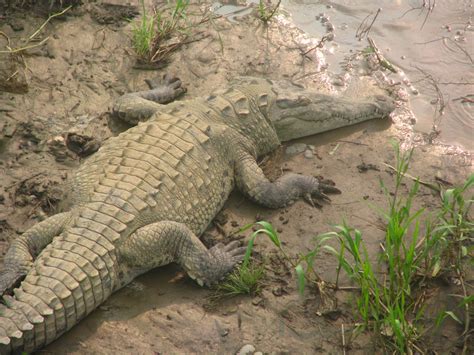 Crocodiles in Tarcoles River, Costa Rica | Crocodiles, Photo, Earth science