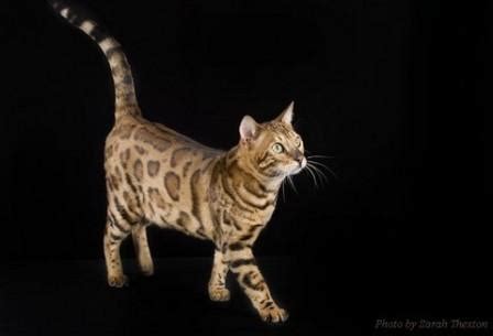 Bengal Cat Breed - Profile and Facts