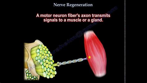 Nerve Regeneration: Youtube Nerve Regeneration