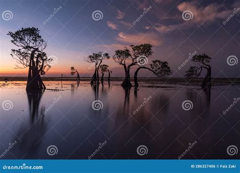 The Dancing Mangrove Tree at Sumba Island, Indonesia Stock Photo - Image of sumba, tree: 286327406