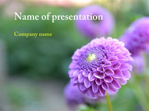 Powerpoint Templates and Backgrounds: Purple Flower PowerPoint template