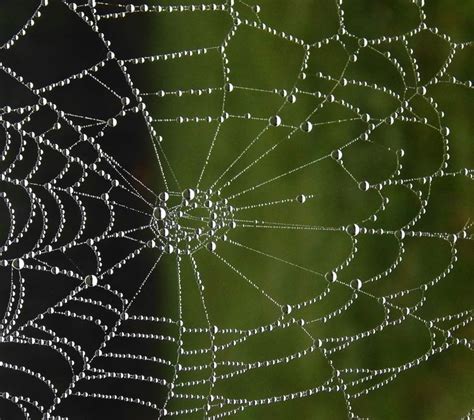 Spider Web Dew Drop Size by Dr. Bill Schultz | Spider web, Spider, Spider art