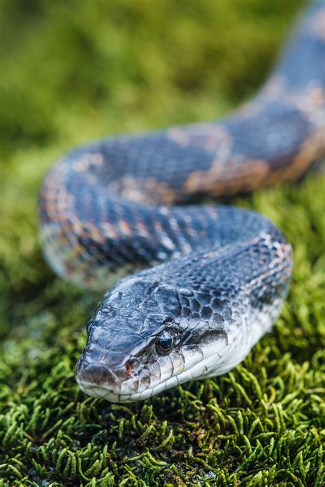 Texas Rat Snake - Sean Fitzgerald Photography