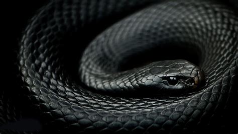 Black Mamba Snake Wallpaper