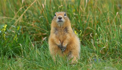 Gopher Removal & Control | Wildlife Control and Animal Removal